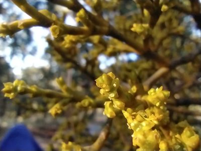 Arceuthobium globosum, photographed by Obed Palagot Echavarria
