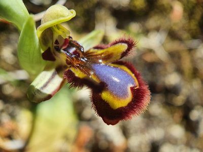 Ophrys speculum, photographed by João Valença