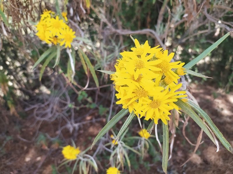 Senecio cinerarioides, photographed by Obed Palagot Echavarria
