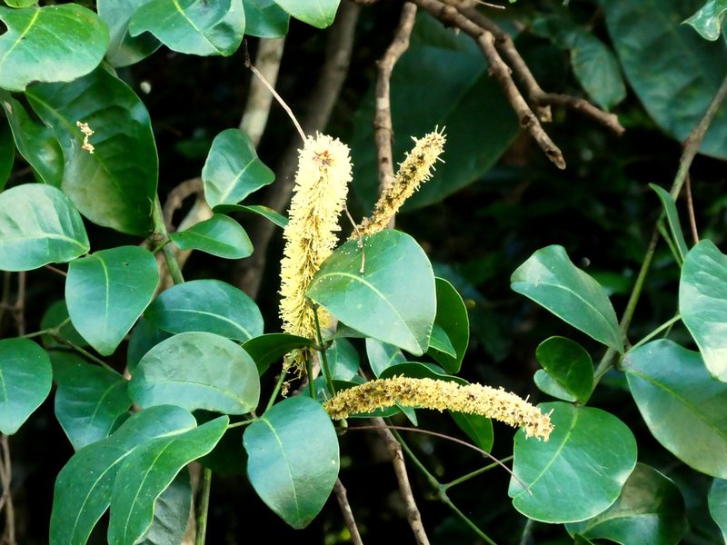Entada phaseoloides, photographed by Steve Fitzgerald