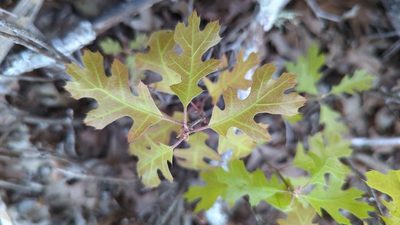 Quercus buckleyi, photographed by Noland Martin