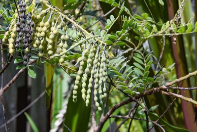 Sophora tomentosa, photographed by Jay Pruett