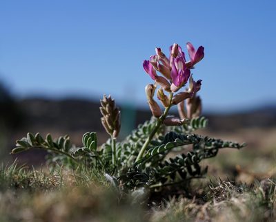 Astragalus tephrodes, photographed by Andrew Tree