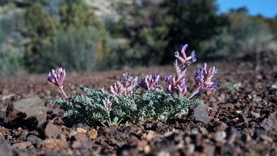 Astragalus tephrodes, photographed by Andrew Tree