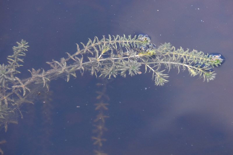Hydrilla verticillata, photographed by Jay Pruett