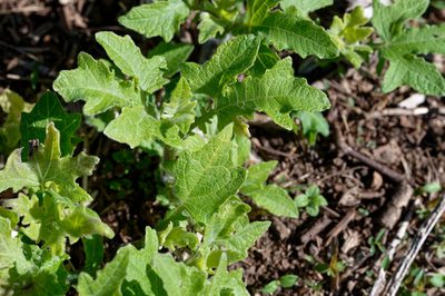 Smallanthus uvedalia, photographed by David Ratledge