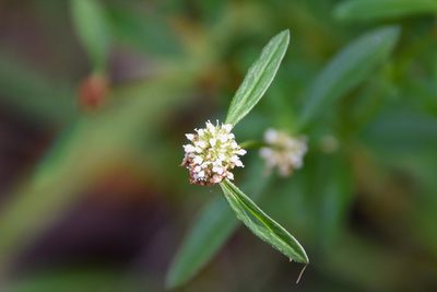 Spermacoce verticillata, photographed by Jay Pruett