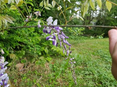 Wisteria sinensis, photographed by Leila Dasher
