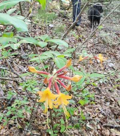 Rhododendron austrinum, photographed by Luanne Johnson