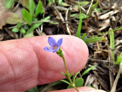 Houstonia pusilla, photographed by Annika Lindqvist
