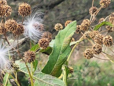Verbesina alternifolia, photographed by Lexi Destria