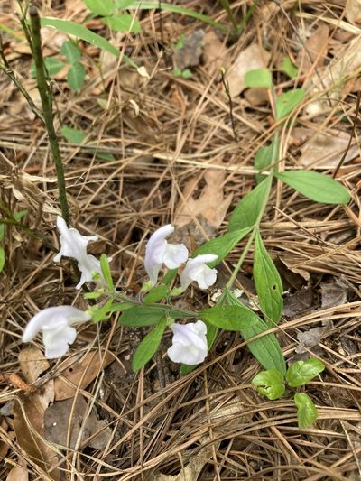 Scutellaria multiglandulosa, photographed by er-birds