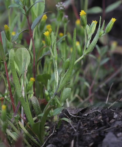 Lasthenia microglossa, photographed by Pinnacles National Park
