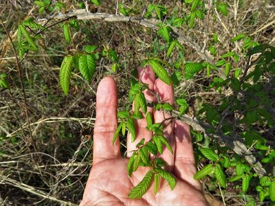 Ulmus alata, photographed by Annika Lindqvist