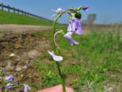Nuttallanthus texanus, photographed by Annika Lindqvist