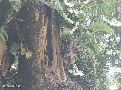 Dendrobium crumenatum