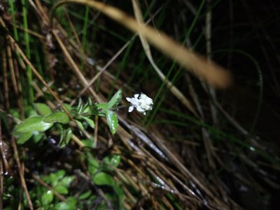 Whipplea modesta, photographed by Drew Meyer
