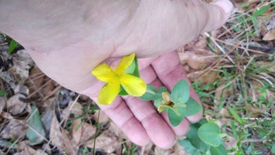 Hypericum tetrapetalum, photographed by Mark Richman