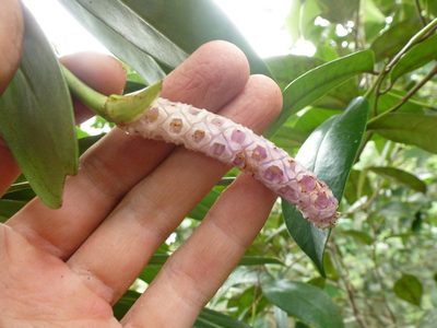 Anthurium obtusum, photographed by fern Wildtruth