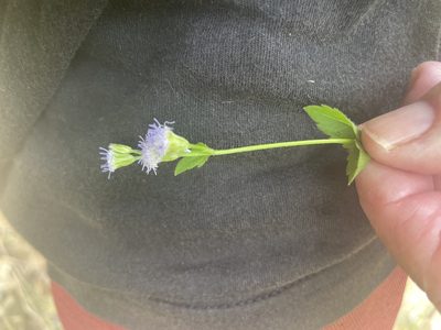 Praxelis clematidea, photographed by Jim Riley
