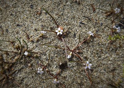 Limosella australis, photographed by Aalbert Rebergen