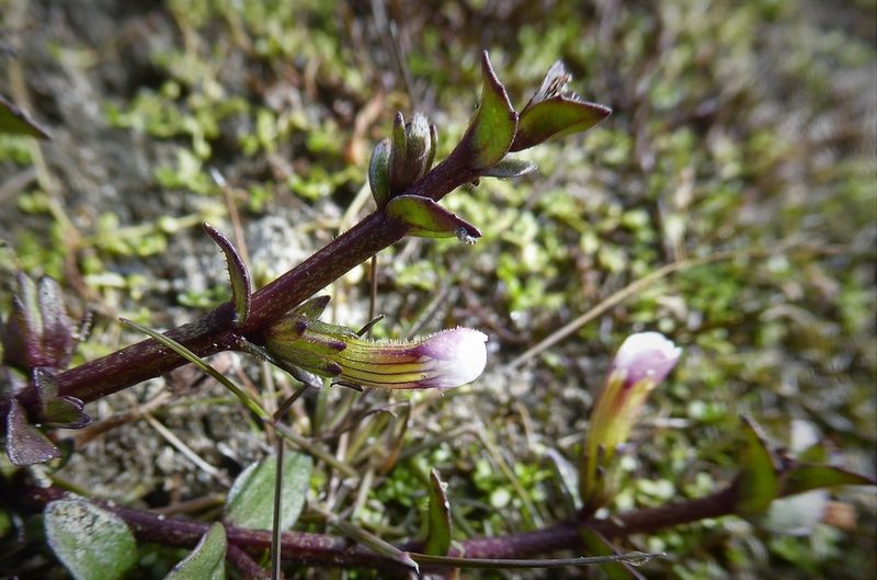 Gratiola sexdentata, photographed by Aalbert Rebergen