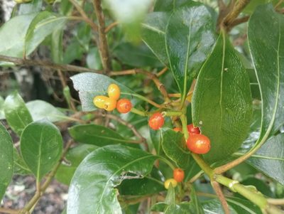 Coprosma lucida, photographed by John Barkla
