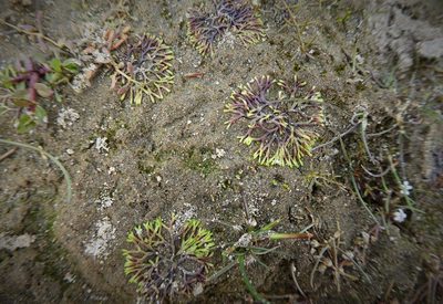 Riccia fluitans, photographed by Aalbert Rebergen