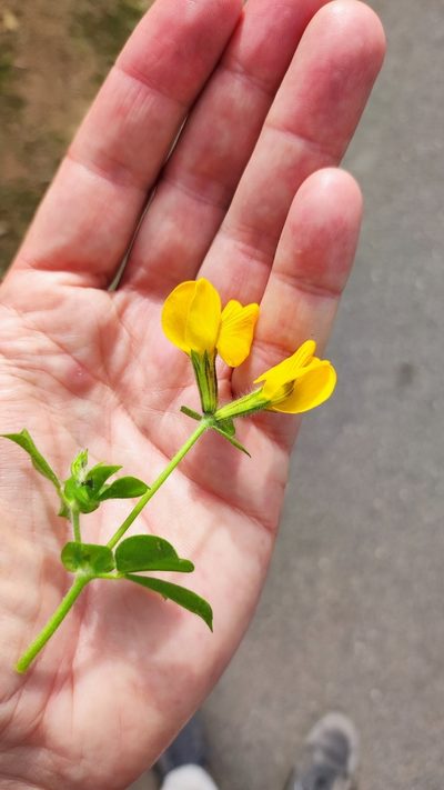 Lotus biflorus, photographed by Crap Fou