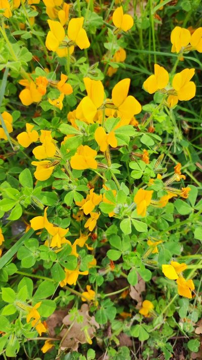 Lotus biflorus, photographed by Crap Fou