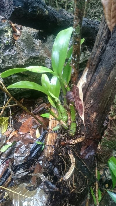 Myrmecophila thomsoniana, photographed by purperlibel