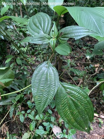 Miconia trichocalyx, photographed by Círculo de Investigación en Taxonomía, Florística y Ecología Vegetal