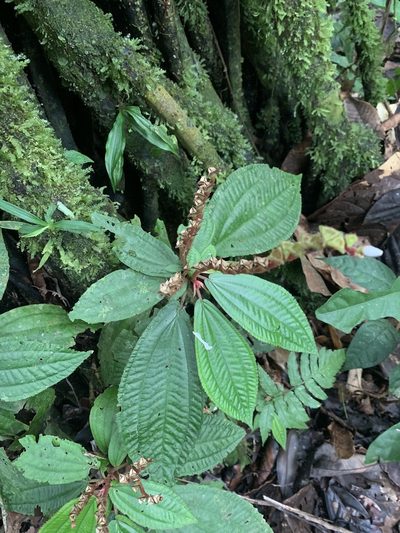 Triolena amazonica, photographed by Círculo de Investigación en Taxonomía, Florística y Ecología Vegetal