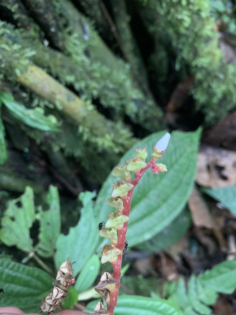 Triolena amazonica, photographed by Círculo de Investigación en Taxonomía, Florística y Ecología Vegetal