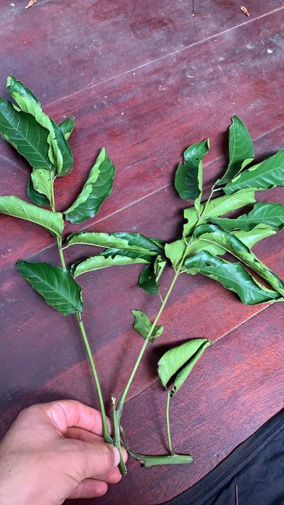 Huertea glandulosa, photographed by Círculo de Investigación en Taxonomía, Florística y Ecología Vegetal