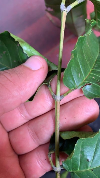 Huertea glandulosa, photographed by Círculo de Investigación en Taxonomía, Florística y Ecología Vegetal