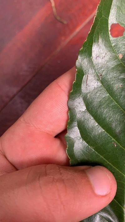 Huertea glandulosa, photographed by Círculo de Investigación en Taxonomía, Florística y Ecología Vegetal