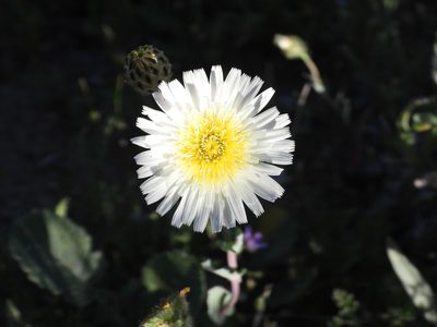 Malacothrix coulteri