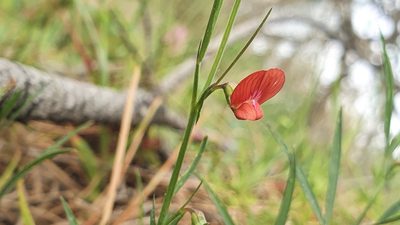 Lathyrus sphaericus, photographed by hecklemore