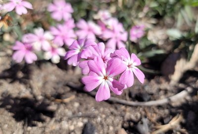 Phlox speciosa, photographed by Chris Winchell
