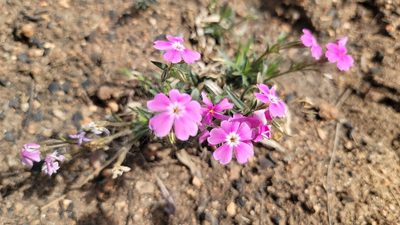 Phlox speciosa, photographed by Chris Winchell