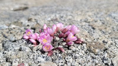 Lewisia disepala, photographed by Chris Winchell
