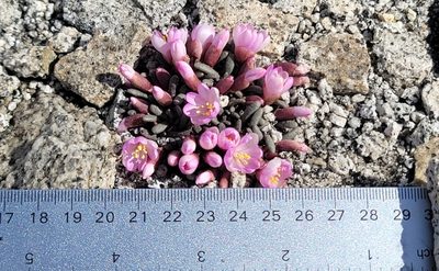 Lewisia disepala, photographed by Chris Winchell