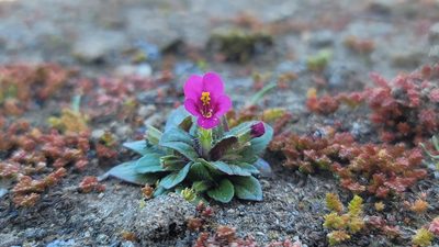 Diplacus congdonii, photographed by Chris Winchell