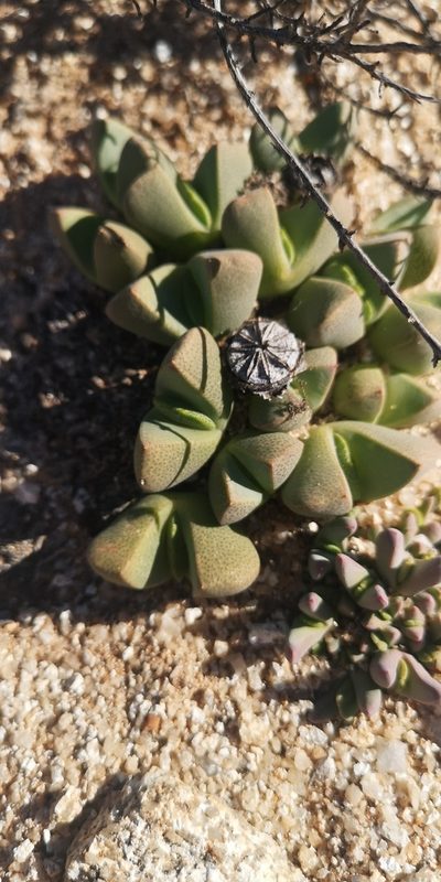 Cheiridopsis excavata, photographed by leandra-k_89