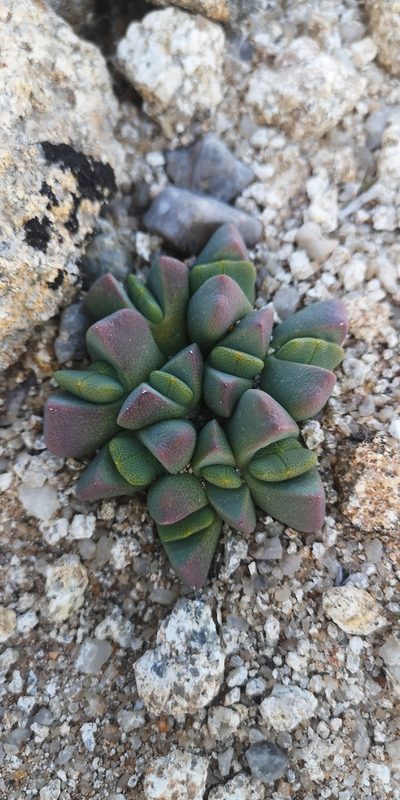 Cheiridopsis excavata, photographed by leandra-k_89