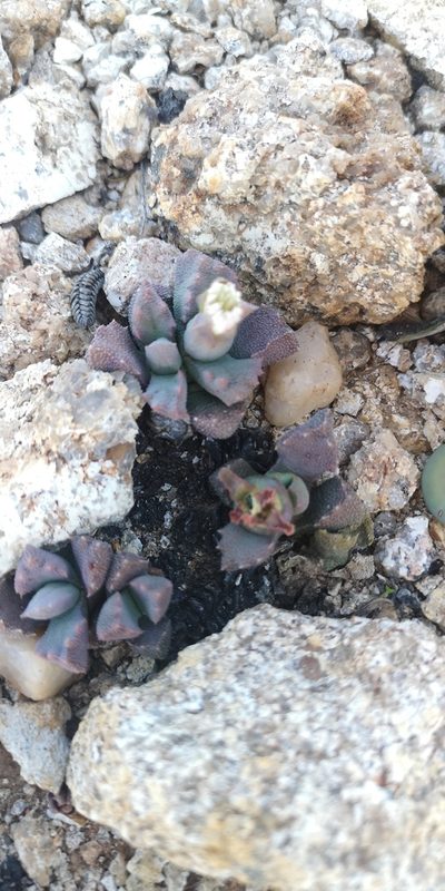 Stomatium alboroseum, photographed by leandra-k_89