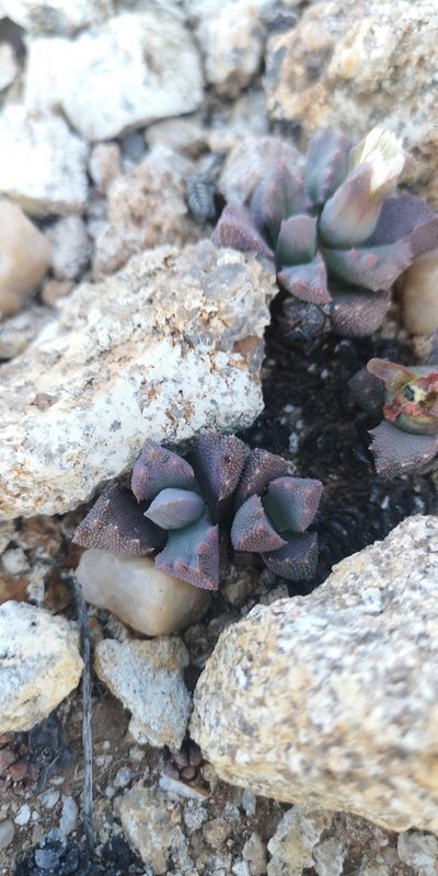 Stomatium alboroseum, photographed by leandra-k_89