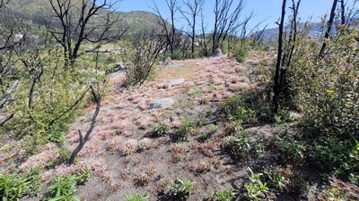 Claytonia parviflora, photographed by Chris Winchell