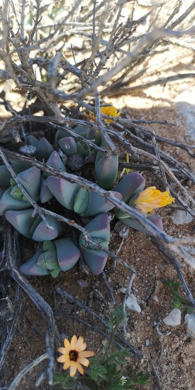 Cheiridopsis excavata, photographed by leandra-k_89